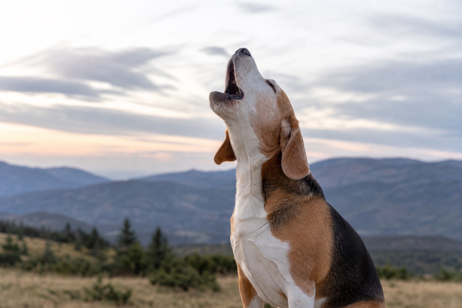 Dog howling with its head raised